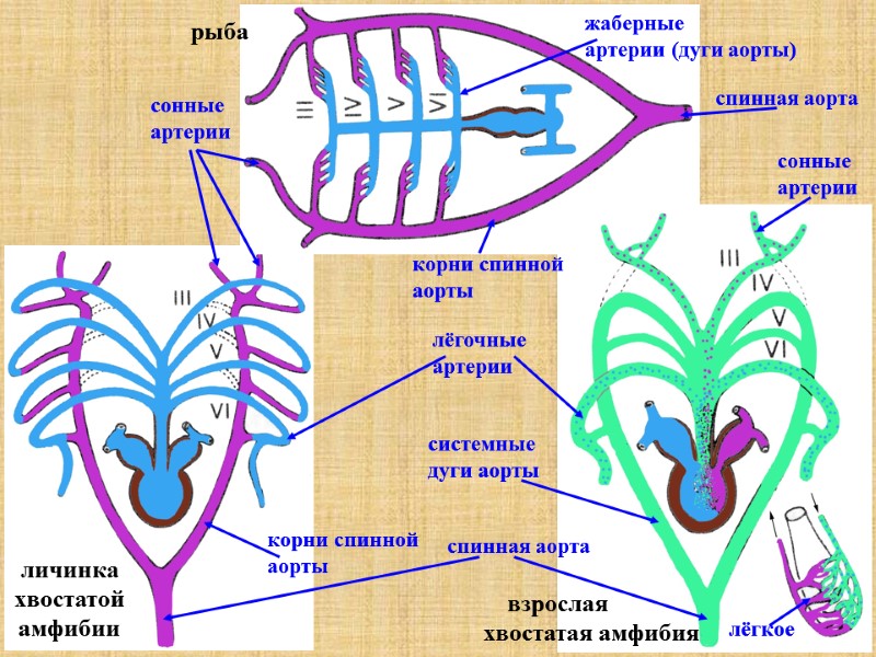 сонные артерии жаберные артерии (дуги аорты) сонные артерии корни спинной аорты спинная аорта лёгкое